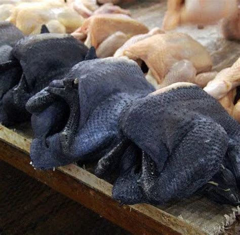 manok na itim|Kulay Itim Na Manok, may kamahalan ang presyo na nagtataglay .
